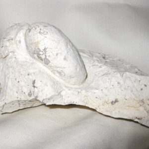 Genuine Eocene Age Fossil Crocodile Egg for Sale from France #4