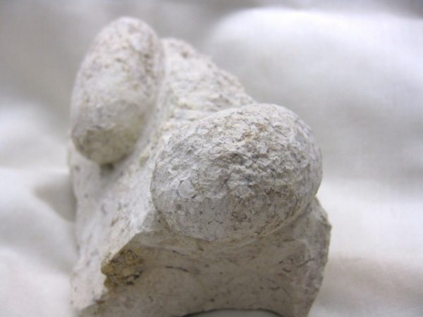 Genuine Eocene Age Fossil Crocodile Egg for Sale from France #5c