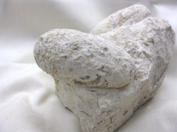 Genuine Eocene Age Fossil Crocodile Egg for Sale from France #5d