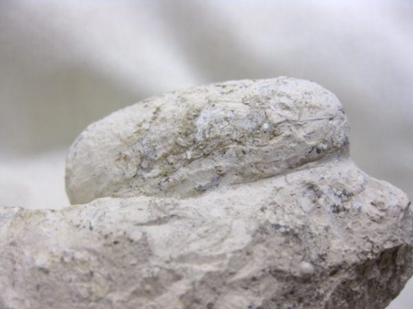 Genuine Eocene Age Fossil Crocodile Egg for Sale from France #5e