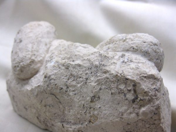 Genuine Eocene Age Fossil Crocodile Egg for Sale from France #5f