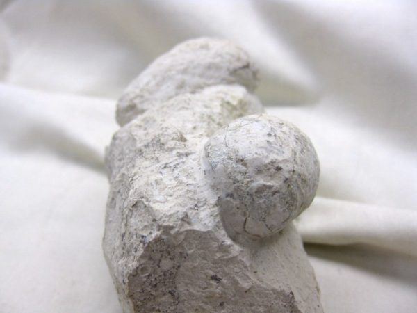 Genuine Eocene Age Fossil Crocodile Egg for Sale from France #5g