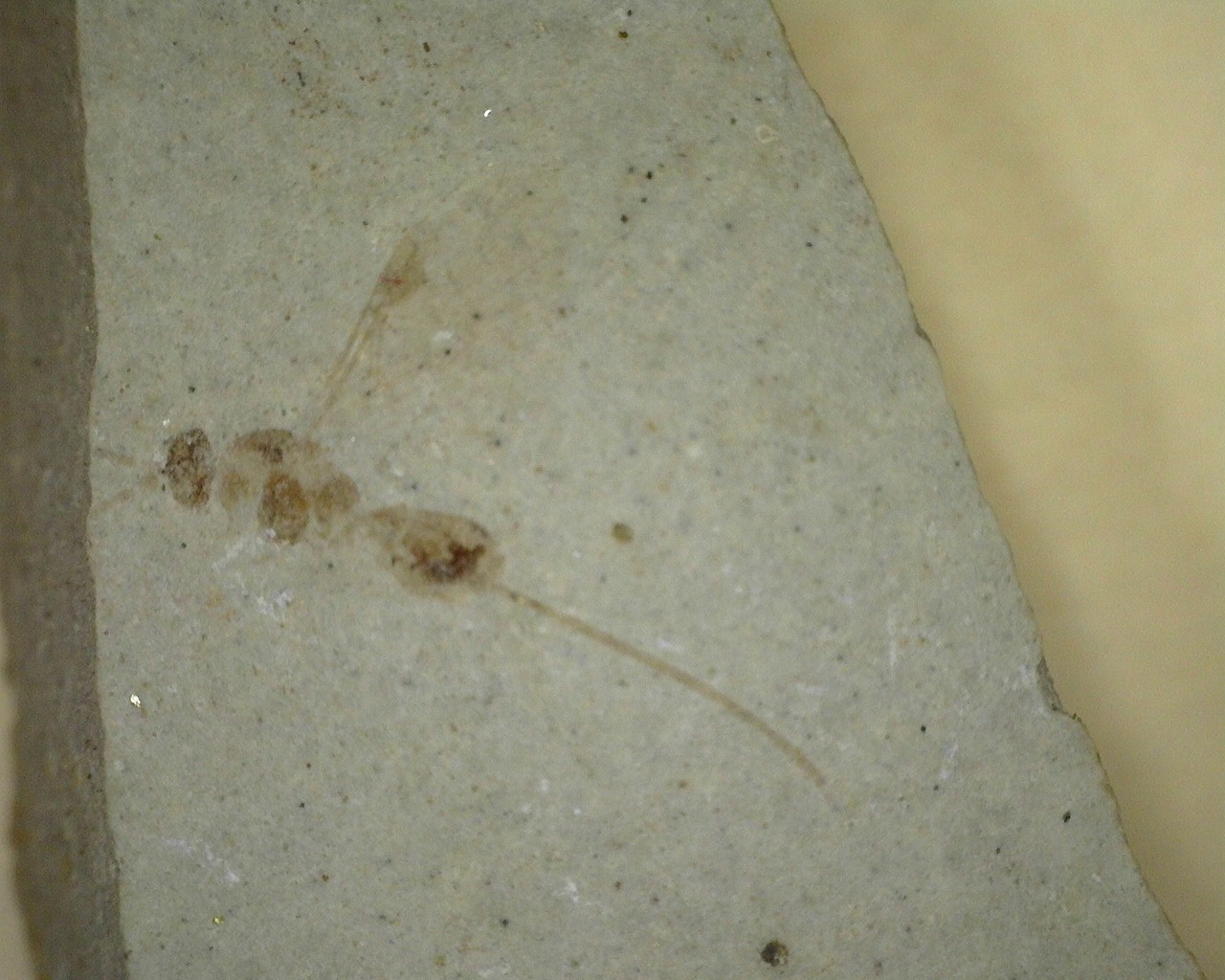 eocene-age-green-river-fossil-insect-12.jpg | Fossils for Sale