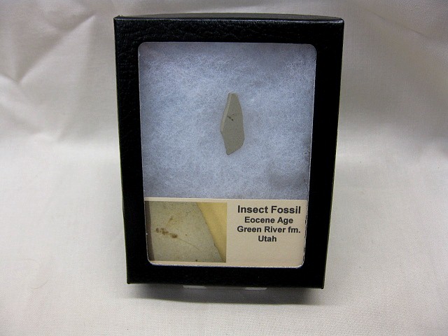 eocene-age-green-river-fossil-insect-121.jpg | Fossils for Sale