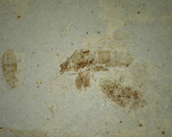 Green River Insect #17 - Image 2