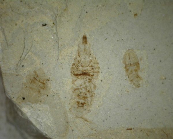Green River Insect #17 - Image 3