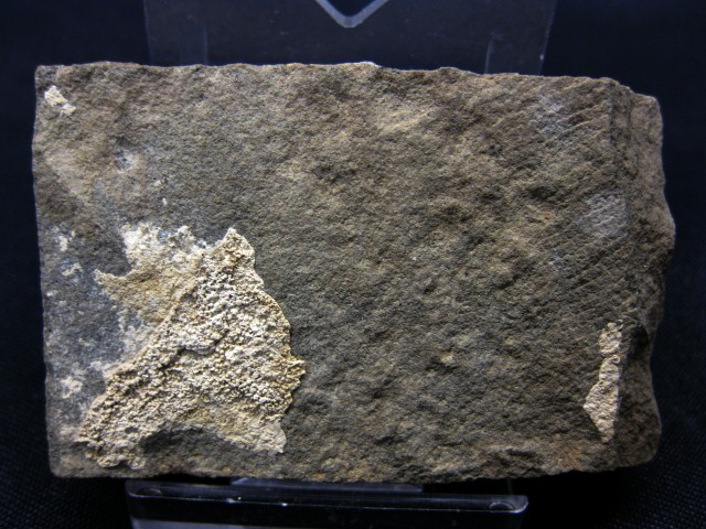 eocene-age-reptile-skin-impression-20.jpg | Fossils for Sale