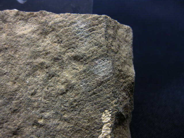 eocene-age-reptile-skin-impression-20a.jpg | Fossils for Sale