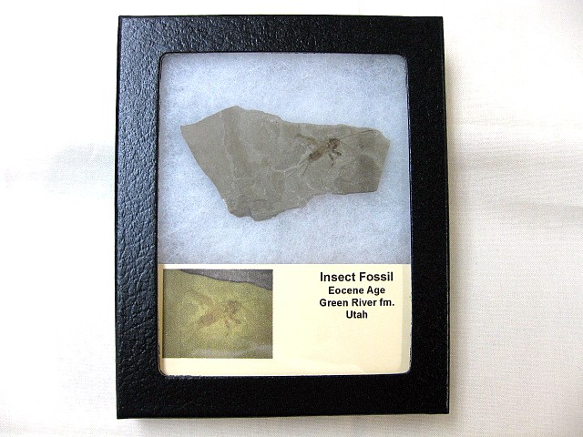 eocene-fossil-green-river-insect-31.jpg | Fossils for Sale