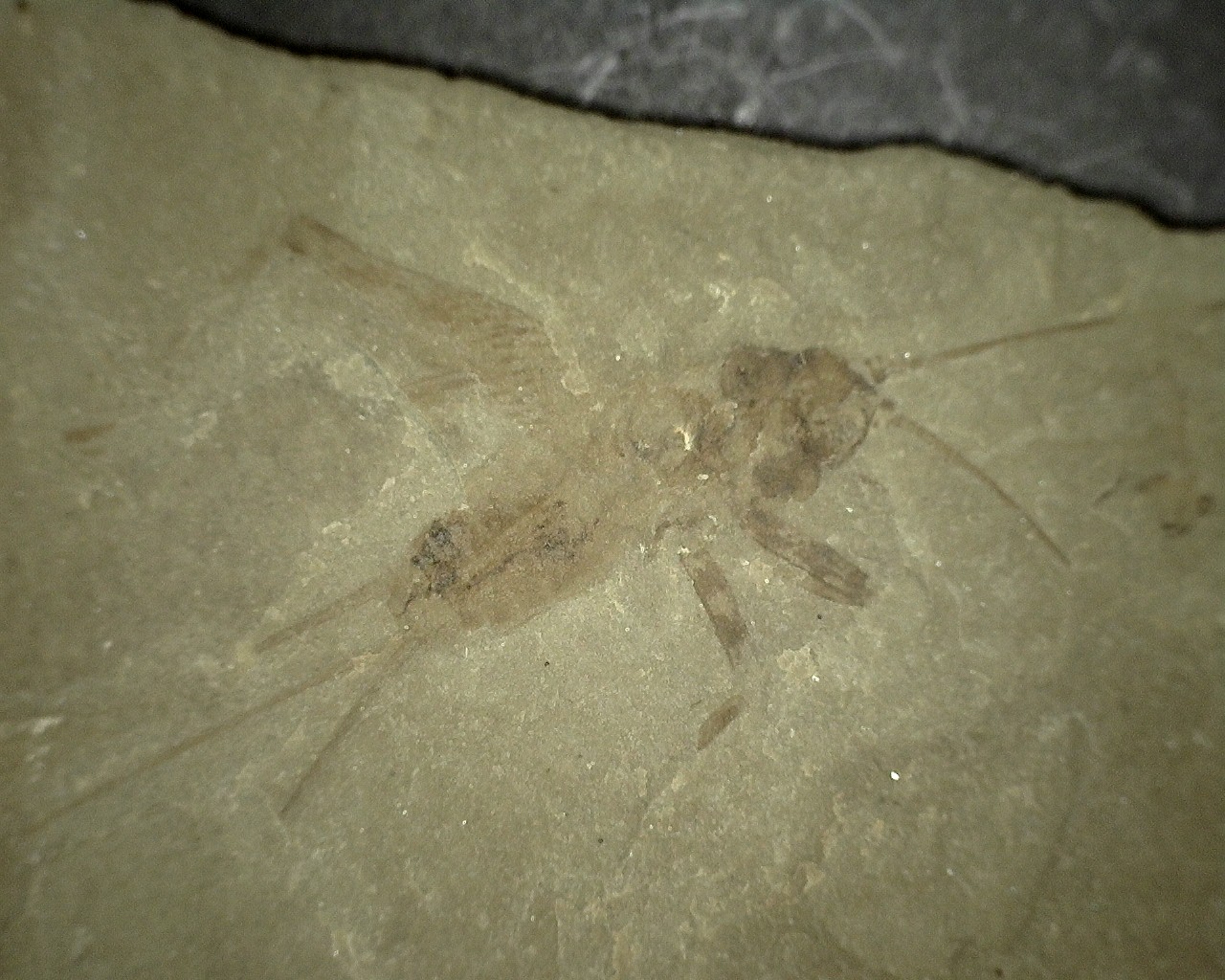 eocene-fossil-green-river-insect-31a.jpg | Fossils for Sale