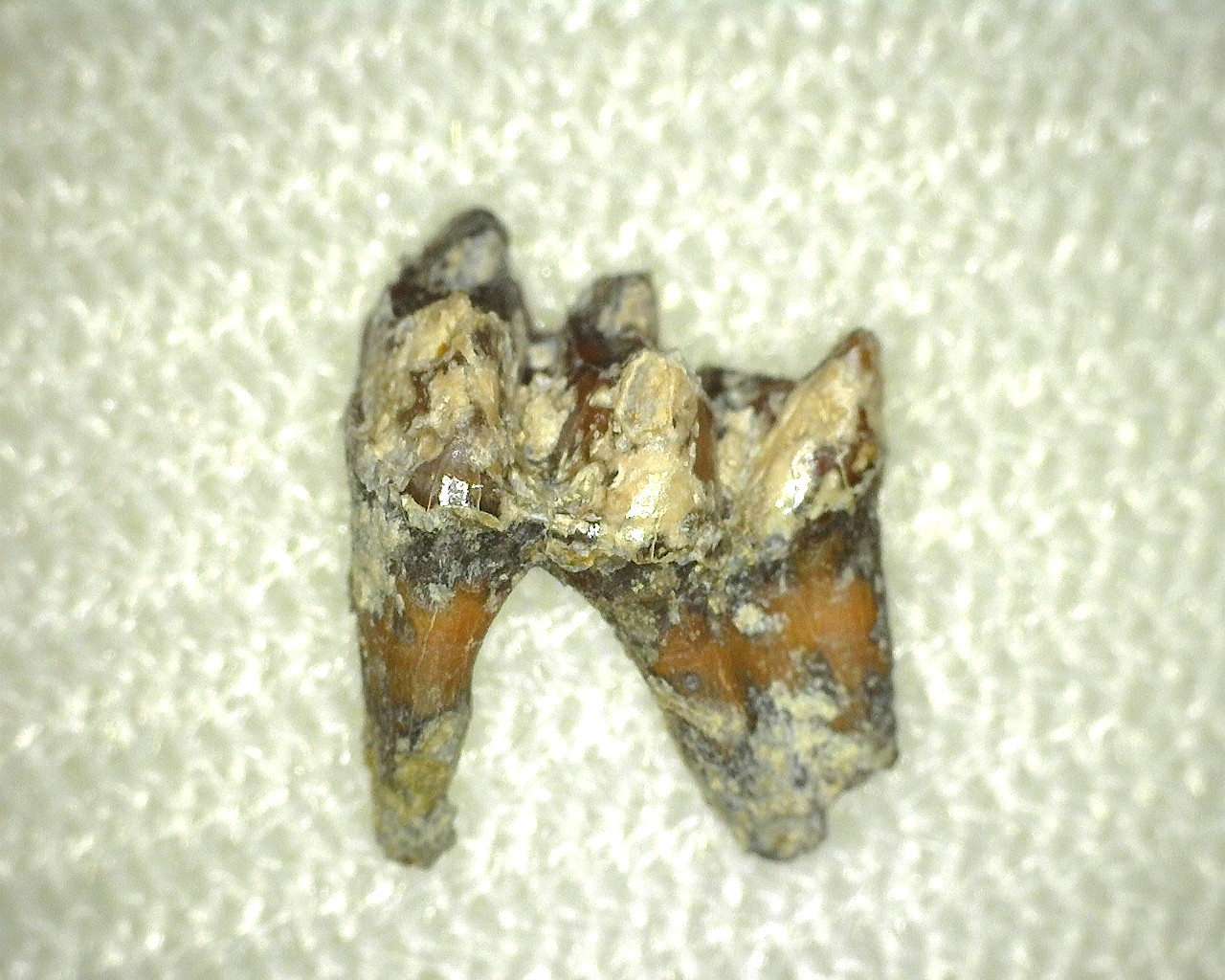 eocene-french-cainotherium-mammal-tooth-2b.jpg | Fossils for Sale