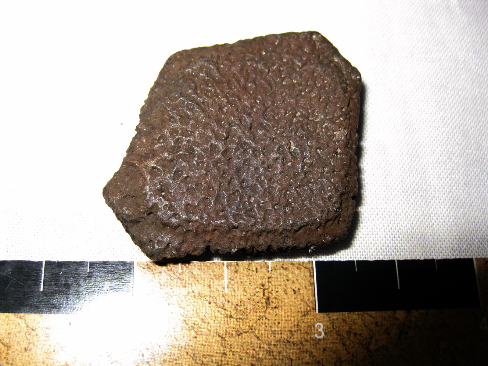 florida-ice-age-giant-armadillo-scute-67.jpg | Fossils for Sale