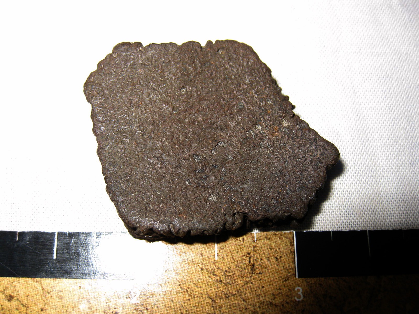 florida-ice-age-giant-armadillo-scute-67a.jpg | Fossils for Sale