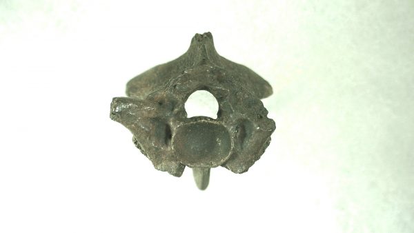 Ice Age Florida Snake Vertebrae #11 - Image 2