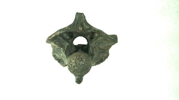 Ice Age Florida Snake Vertebrae #11 - Image 3
