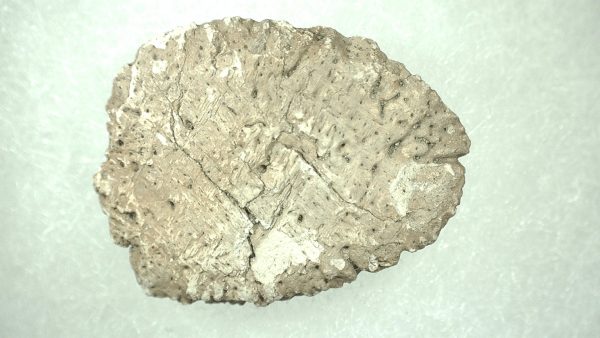 Genuine Miocene Age Fossil Alligator Mefferdi Scute for Sale from Florida #4a