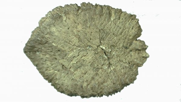 Genuine Miocene Age Fossil Alligator Mefferdi Scute for Sale from Florida #5a