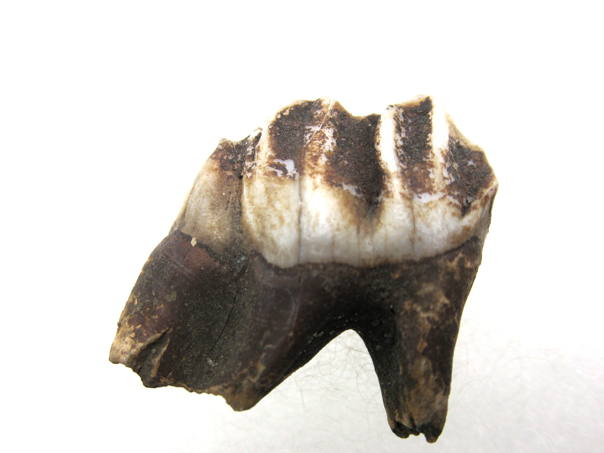florida-pleistocene-age-deer-tooth-4a-1.jpg | Fossils for Sale Genuine Pleistocene Age Deer Tooth from Florida for Sale #4a