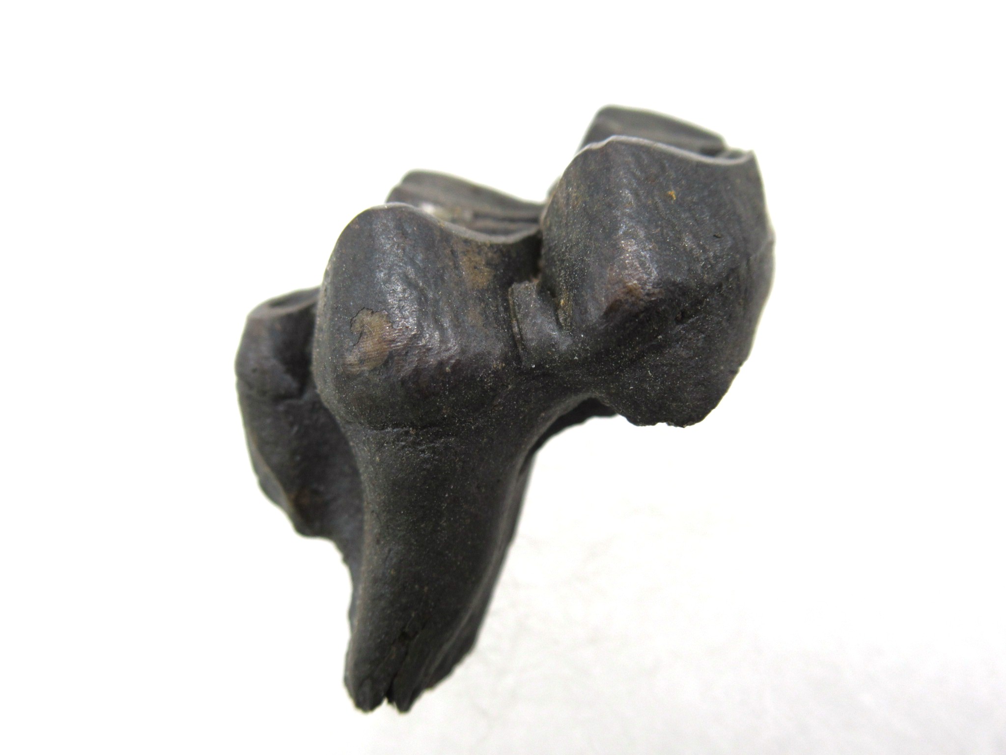 florida-pleistocene-age-deer-tooth-7-1.jpg | Fossils for Sale Genuine Pleistocene Age Deer Tooth from Florida for Sale #7