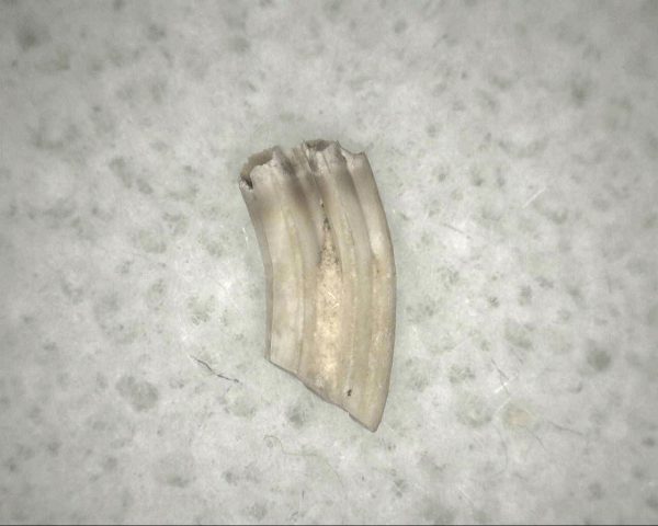 Florida Ice Age Muskrat Tooth #8 - Image 3
