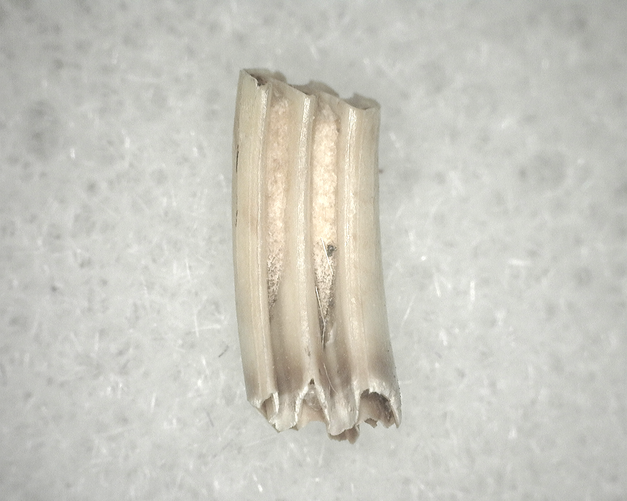 Genuine Fossil Pleistocene Neofiber Muskrat Tooth for Sale From Florida #12b