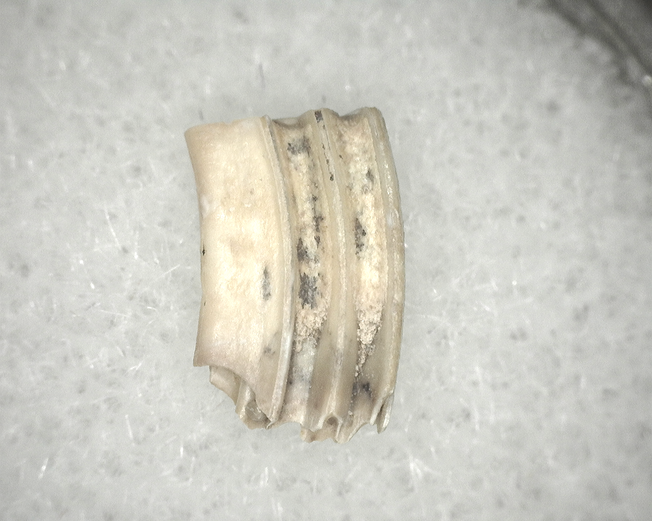 Genuine Fossil Pleistocene Neofiber Muskrat Tooth for Sale From Florida #13b