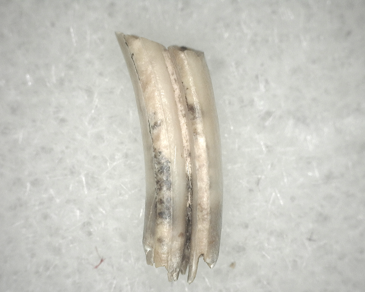 Genuine Fossil Pleistocene Neofiber Muskrat Tooth for Sale From Florida #14b