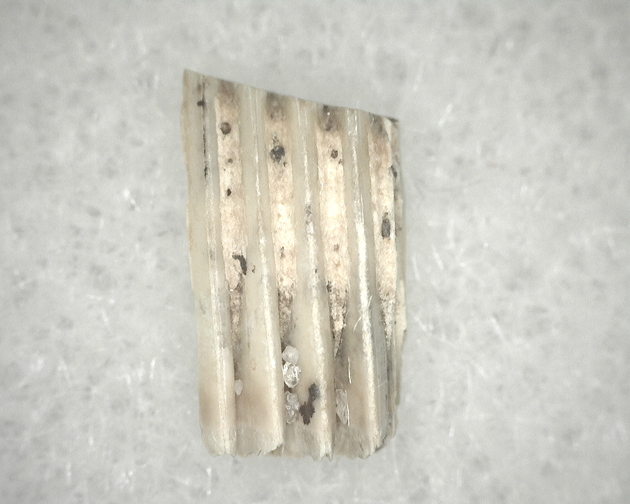 Genuine Fossil Pleistocene Neofiber Muskrat Tooth for Sale From Florida #15