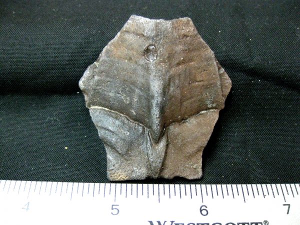 Genuine Pleistocene Age Nuchal Scute Fossil for Sale from Florida #8