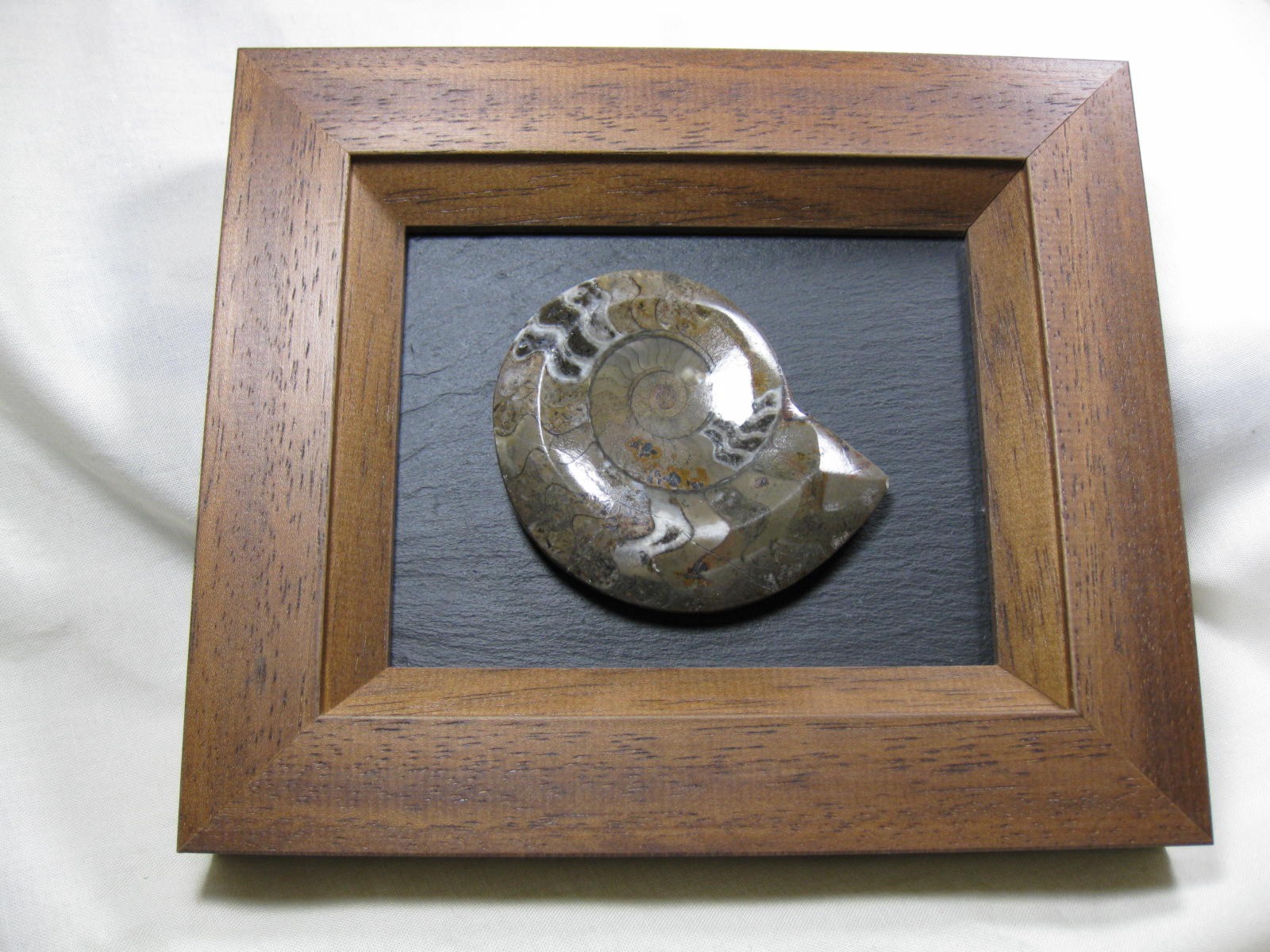 framed-devonian-age-goniatite-1.jpg | Fossils for Sale