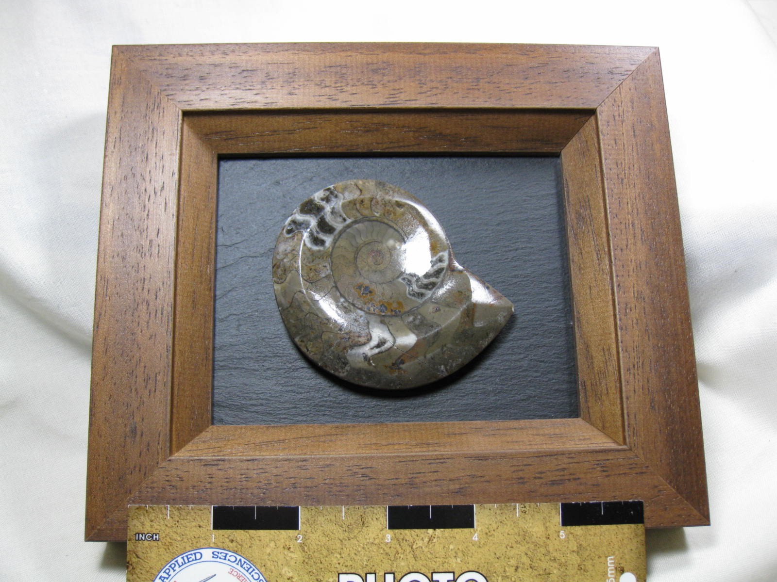 framed-devonian-age-goniatite-1a.jpg | Fossils for Sale