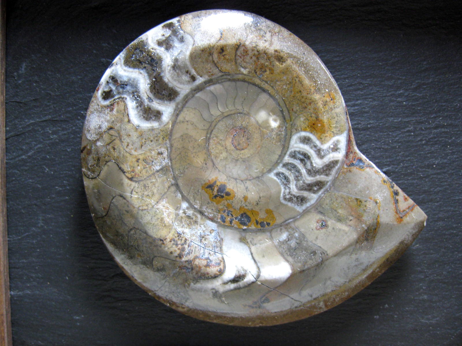 framed-devonian-age-goniatite-1b.jpg | Fossils for Sale