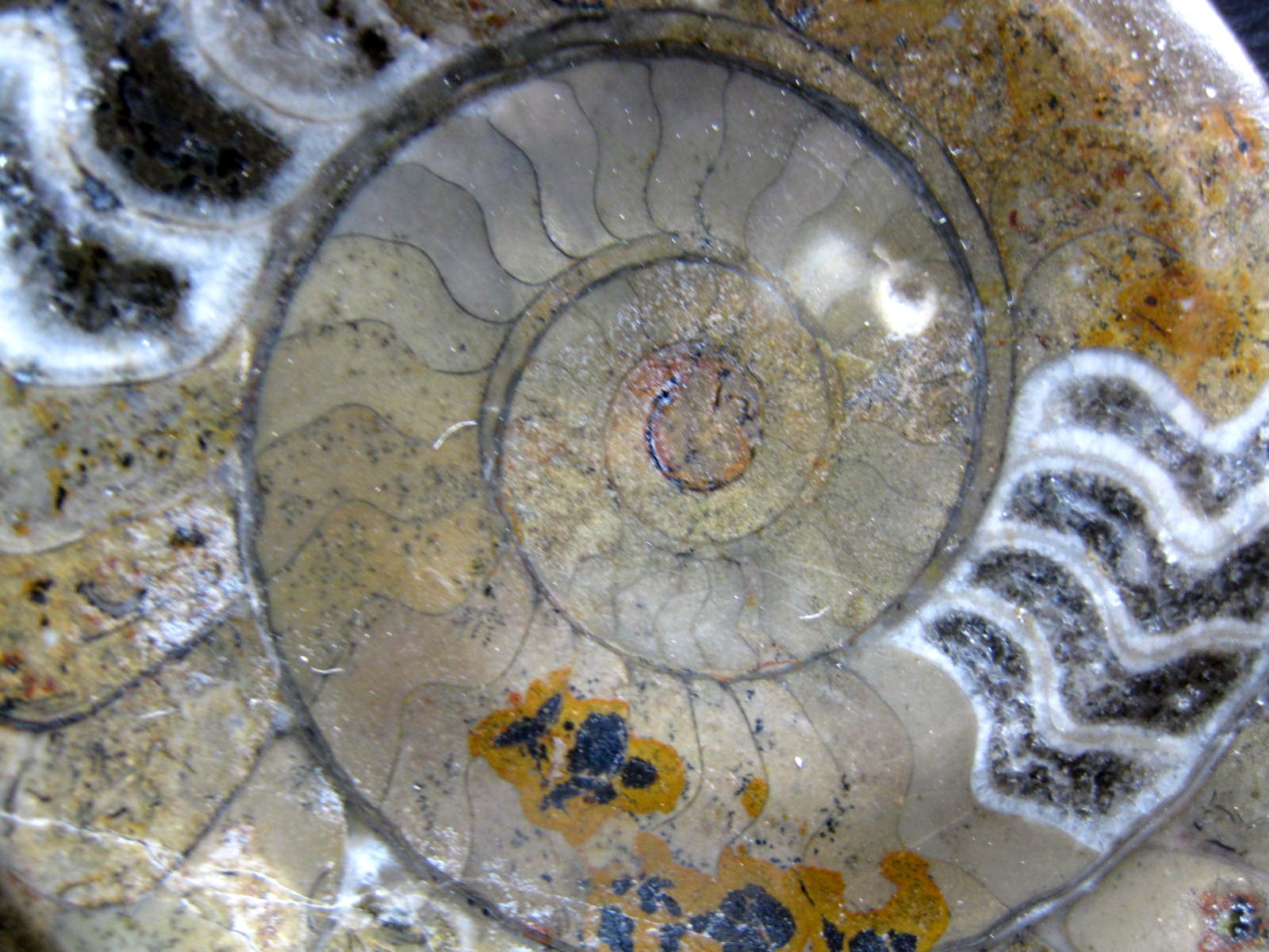 framed-devonian-age-goniatite-1c.jpg | Fossils for Sale
