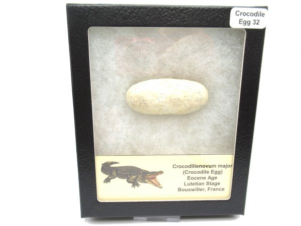 Fossil Crocodile Egg from France #32