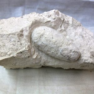 Fossil Crocodile Egg #14