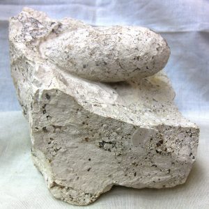 Fossil Crocodile Egg #21