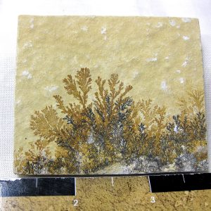 Genuine Jurassic Age Solnhofen Dendrite Fossil for Sale From Germany #22