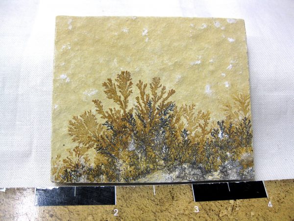 Genuine Jurassic Age Solnhofen Dendrite Fossil for Sale From Germany #22