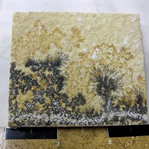 Genuine Jurassic Age Solnhofen Dendrite Fossil for Sale From Germany #23