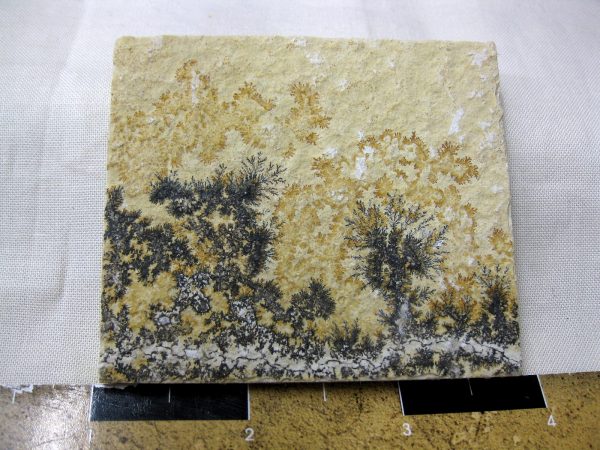 Genuine Jurassic Age Solnhofen Dendrite Fossil for Sale From Germany #23