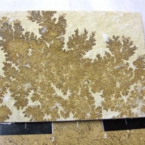 Genuine Jurassic Age Solnhofen Dendrite Fossil for Sale From Germany #25