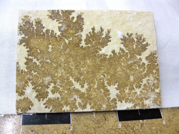 Genuine Jurassic Age Solnhofen Dendrite Fossil for Sale From Germany #25