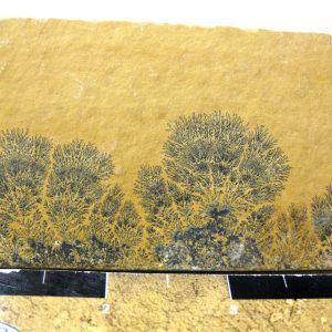 Genuine Jurassic Age Solnhofen Dendrite Fossil for Sale From Germany #26