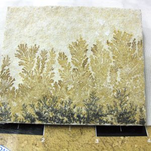 Genuine Jurassic Age Solnhofen Dendrite Fossil for Sale From Germany #31