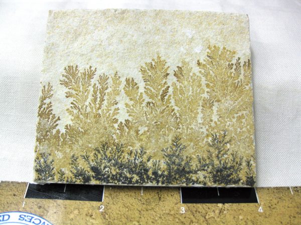 Genuine Jurassic Age Solnhofen Dendrite Fossil for Sale From Germany #31