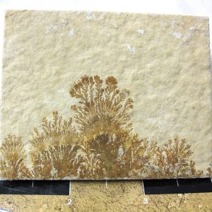 Genuine Jurassic Age Solnhofen Dendrite Fossil for Sale From Germany #34