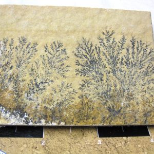 Genuine Jurassic Age Solnhofen Dendrite Fossil for Sale From Germany #38