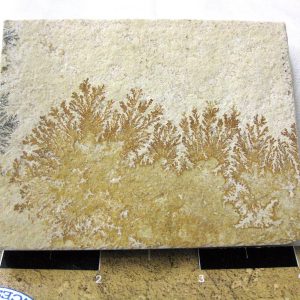 Genuine Jurassic Age Solnhofen Dendrite Fossil for Sale From Germany #39