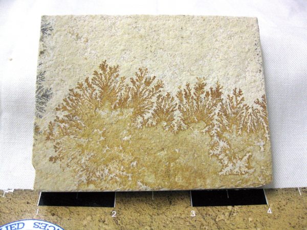 Genuine Jurassic Age Solnhofen Dendrite Fossil for Sale From Germany #39