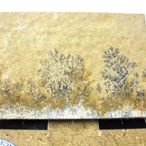 Genuine Jurassic Age Solnhofen Dendrite Fossil for Sale From Germany #40